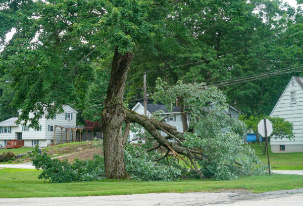 Best Fruit Tree Pruning  in Spring City, PA